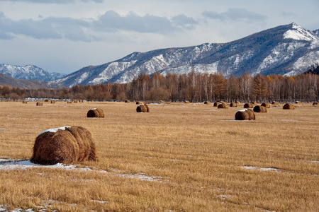 Russia. The South Of Western Siberia. Free pastures in the valleys of the Altai Mountainsの写真素材
