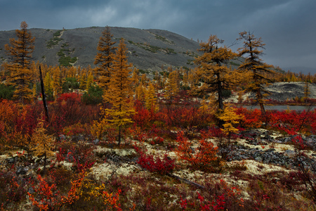 Russia. Magadan region. Autumn taiga on permafrost.の写真素材