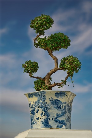 Trees of bangkok. Thailand, Bangkok. Buddhist temple of dawn (Arun)の写真素材