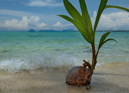 East Malaysia, island of Sibuyan. Sprouted coconut on the pacific oceanの写真素材