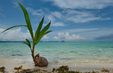 East Malaysia, island of Sibuyan. Sprouted coconut on the pacific oceanの写真素材