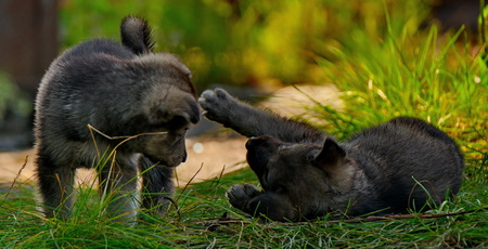 Careless childhood of little puppiesの写真素材