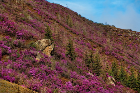 Russia. Mountain Altai. Chuyskiy tract in the period of the flowering of Maralnik (Rhododendron).の写真素材