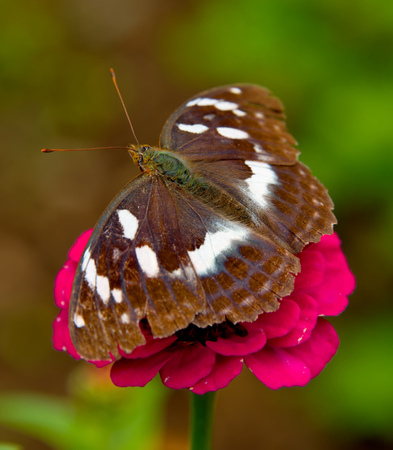 Russia. The South of Western Siberia. Willow overflow (Apatura iris)の写真素材