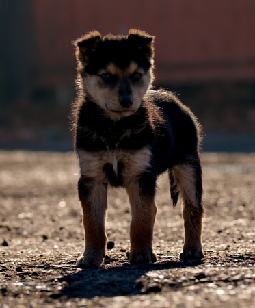 Dogs of unknown breedの写真素材