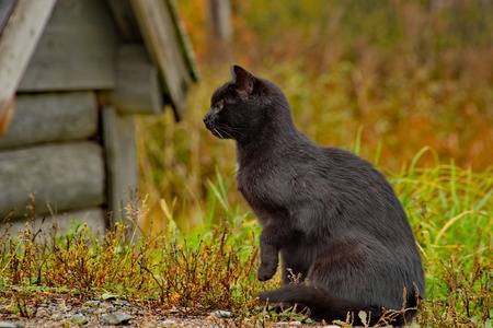 Walking through the village streetsの写真素材