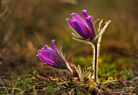 Russia. The South Of Western Siberia, spring flowers of the Altai mountains. Prostrel (Sleep-grass).の写真素材