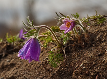 Russia. The South Of Western Siberia, spring flowers of the Altai mountains. Prostrel (Sleep-grass).の写真素材