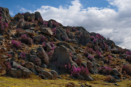 Russia. The South Of Western Siberia, spring flowers of the Altai mountains. Rhododendron. Its flowering period is the main event of the spring in the Altai mountains, which attracts many tourists.の写真素材
