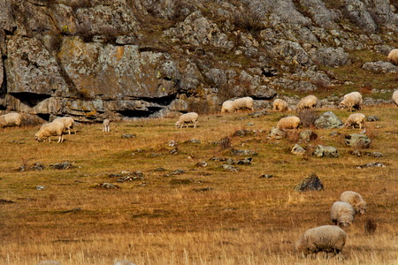 Russia. mountain Altai. Sheep resting at sunset