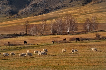 Russia. mountain Altai. Sheep resting at sunset