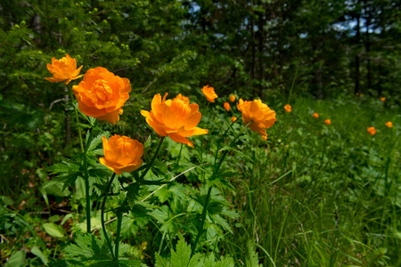 Russia. The riverhead of the river Tom. Trollius asiaticusの写真素材