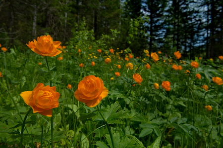 Russia. The riverhead of the river Tom. Trollius asiaticusの写真素材