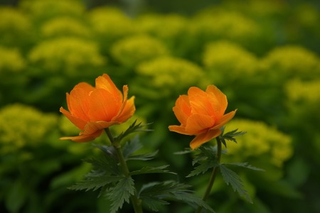 Russia. The riverhead of the river Tom. Trollius asiaticus