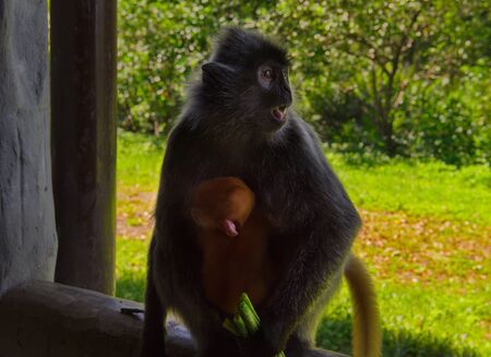 Lunch time at monkeys. East Malaysia. island of Borneo. Hindi means long tail.