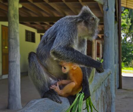 Lunch time at monkeys. East Malaysia. island of Borneo. Hindi means long tail.