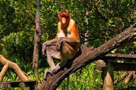 Malaysia. The long-nosed monkey or kahau (lat. Nasalis larvatus) is a species of Distributed...