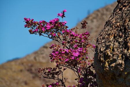 Russia. The South Of Western Siberia, spring flowers of the Altai mountains. Rhododendron. Its flowering period is the main event of the spring in the Altai mountains, which attracts many tourists.の写真素材