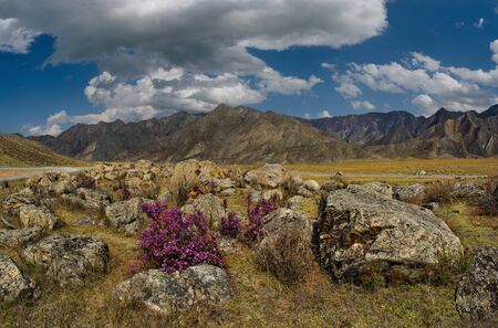 Russia. Gorny Altai (Rhododendron Ledebourii) in the area of the Chuya highway.の写真素材