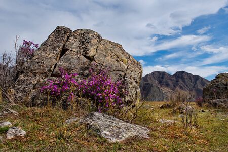 Russia. Gorny Altai (Rhododendron Ledebourii) in the area of the Chuya highway.の写真素材