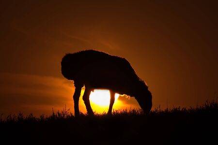 Eastern Kazakhstan. A grazing sheep in the contoured light of the sun going beyond the horizon.