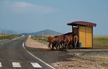 Eastern Kazakhstan. Escaping from the unbearable heat, the horses hid under the canopy of the bus stop.の写真素材