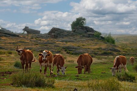 Eastern Kazakhstan. Peacefully grazing cows in Bayanaul national natural park.の写真素材