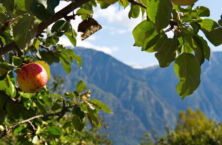 Russia. South Of Western Siberia, Altai Mountains. One of the attractions of lake Teletskoye and the Altai reserve are gardens of fruit trees.の写真素材