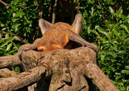 Malaysia. The long-nosed monkey or kahau (lat. Nasalis larvatus) is a species of Distributed...
