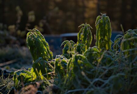 Russia. Kuznetsk alatau. Nettle beds covered with heavy frost on an autumn morning.の写真素材