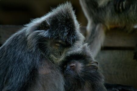 East Malaysia. island of Borneo. The name of the monkey Langur (monkey family) comes from a word...