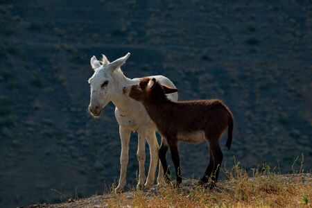 Tajikistan. The Pamir highway. The domestic donkey is a domesticated subspecies of the wild donkey widely distributed in the economy of many developing countries.の写真素材