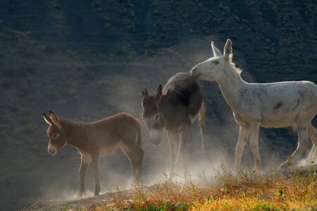 Tajikistan. The Pamir highway. The domestic donkey is a domesticated subspecies of the wild donkey...