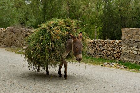 Tajikistan. The Pamir highway. Domestic donkeys in mountain villages are used as pack animals, because they are much hardier than a horse, and better adapted to move on rocky ground.の写真素材