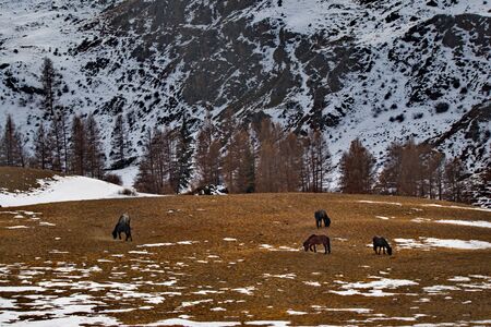 Russia. The South Of Western Siberia. Mountain Altai. Freely grazing horses along the Chui tract.の写真素材