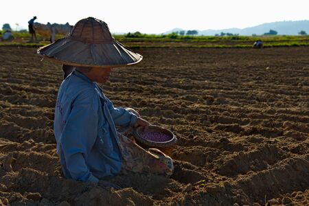 MANDALAY, MYANMAR. NOVEMBER 23, 2016. Village women manually plant beans and peanut seeds in a floodplain field after the water has left the flooded fields. It is a traditional form of farming in Myanmar.のeditorial素材