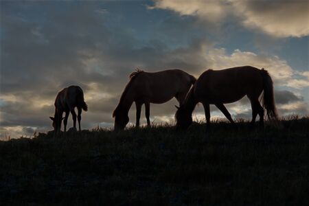 Kazakhstan. Grazing horses in the steppes of the natural mountain Park Bayanaul.の写真素材