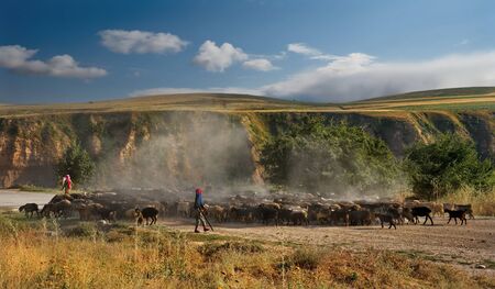 Kulyab. Tajikistan. August 07, 2019. Several young farmers are driving a flock of sheep from one pasture to another along the dusty Pamir highway.のeditorial素材