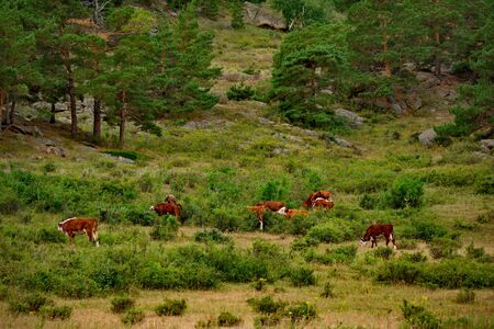 Eastern Kazakhstan. Peacefully grazing cows in Bayanaul national natural park.の写真素材