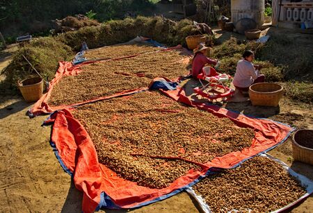 MANDALAY, MYANMAR. November 24, 2016. Village women separate the peanuts from the stalks of the harvest gathered in the fields. Traditionally, they do this manually.のeditorial素材