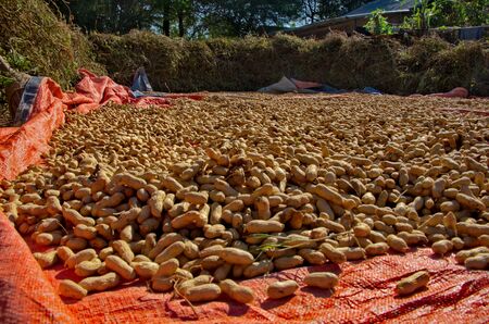 Asia, Myanmar. Freshly harvested peanuts in the village near the floodplain fields.