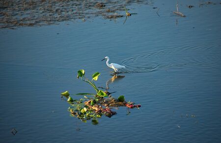 Asia, Myanmar. White Heron living in the shallow waters of Inle lake near Mandalay