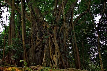 Eastern India. The state of assam. An ancient tree with a thick trunk, on the territory of a Hindu...