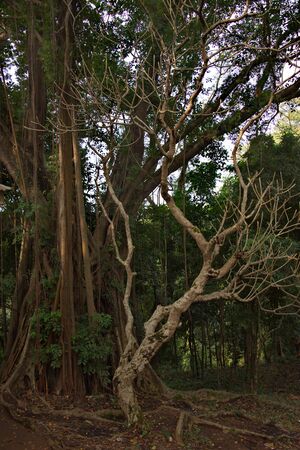 Eastern India. The state of assam. An ancient tree with a thick trunk, on the territory of a Hindu temple near the city of Guwahati.の写真素材