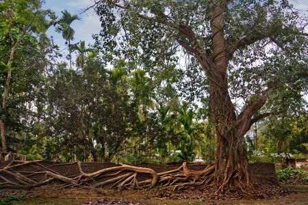 Eastern India. The state of assam. A huge ficus tree that has taken root along the wall of a stone fence in a farming villageの写真素材