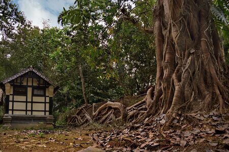 Eastern India. The state of assam. A huge ficus tree that has taken root along the wall of a stone fence in a farming villageの写真素材