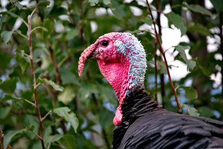 Homemade gobblers is one of the common types of domestic birds of the order galliformes.の写真素材