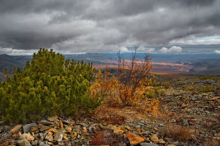 Russia. Far East, Magadan region, upper reaches of the Kolyma river. Evergreen cedar plantain is well adapted to the harsh climatic conditions of the Northの写真素材