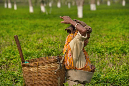 Guwahati, India. February 05, 2016. A village woman on a tea plantation manually collects the leaves of green tea of the state of Assam, famous all over the world.のeditorial素材