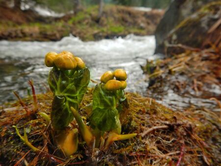 Russia, Kuznetsky Alatau. Cowslip marsh on the swampy banks of the Tom river.